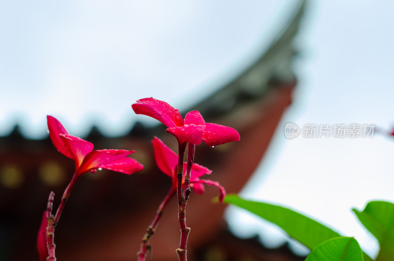 一朵雨中盛开的红鸡蛋花