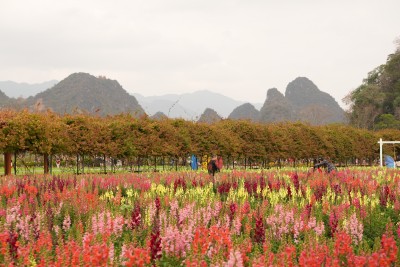 花丛中设景观，远处有山的多彩花田