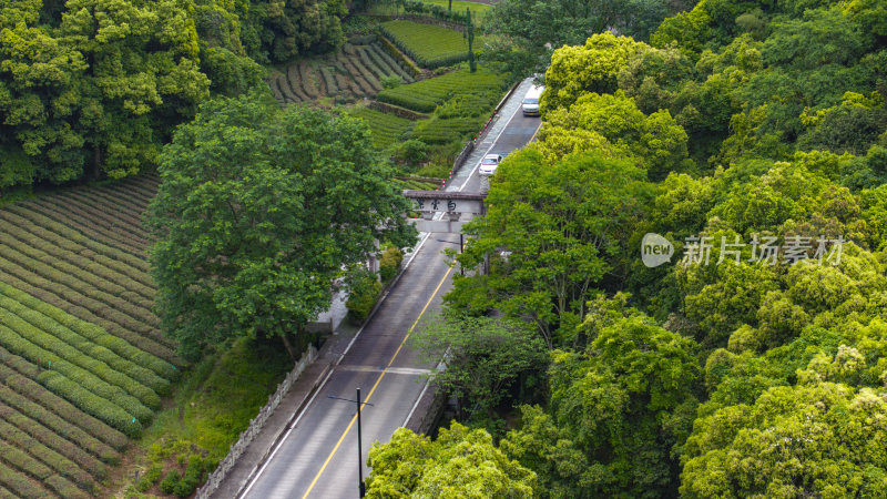 杭州梅家坞梅茶园茶山