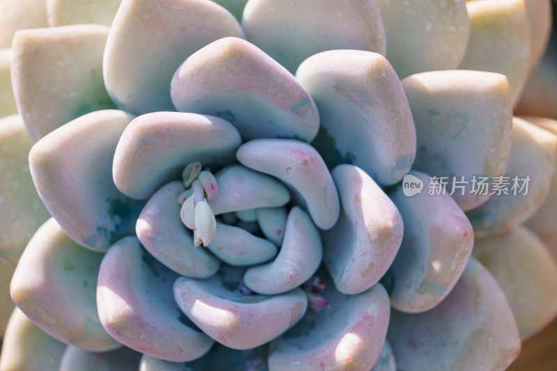 微距特写多肉植物