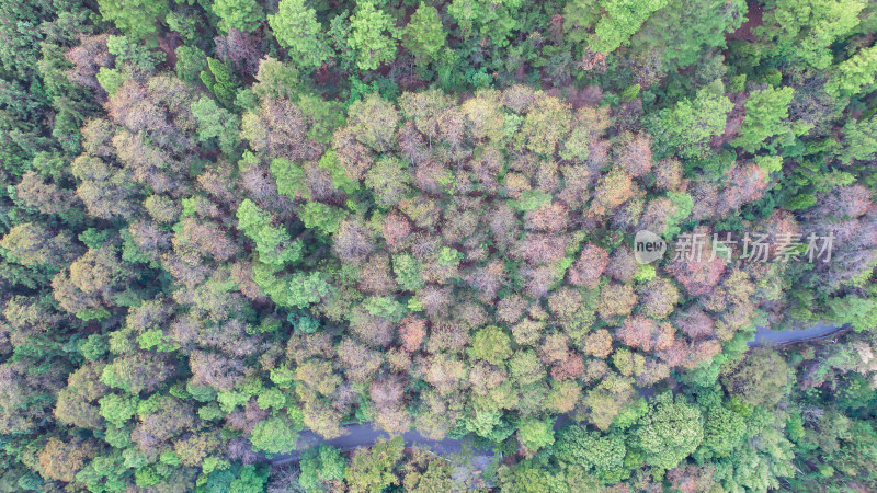 森林植物秋色航拍