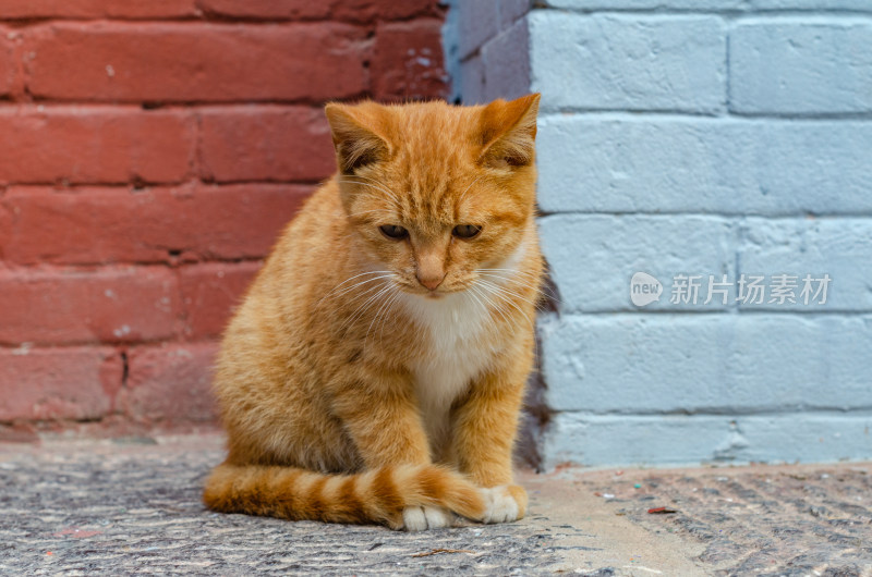 河南洛阳白马寺墙角一只可爱的花猫