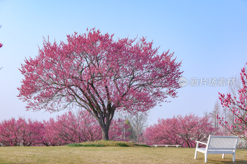 花开海上梅花节