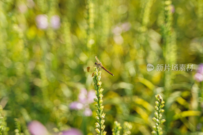 蜻蜓在花草上休息