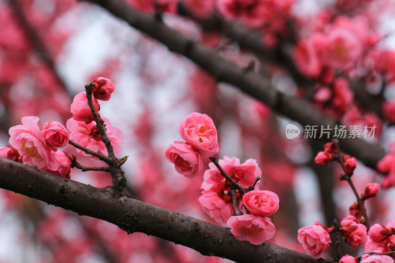 初春绽放的粉红色梅花