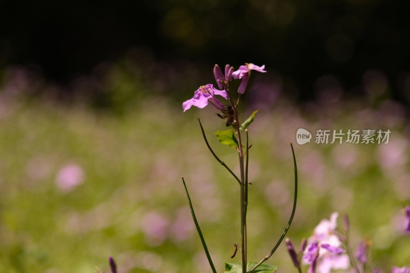 千鸟花系列