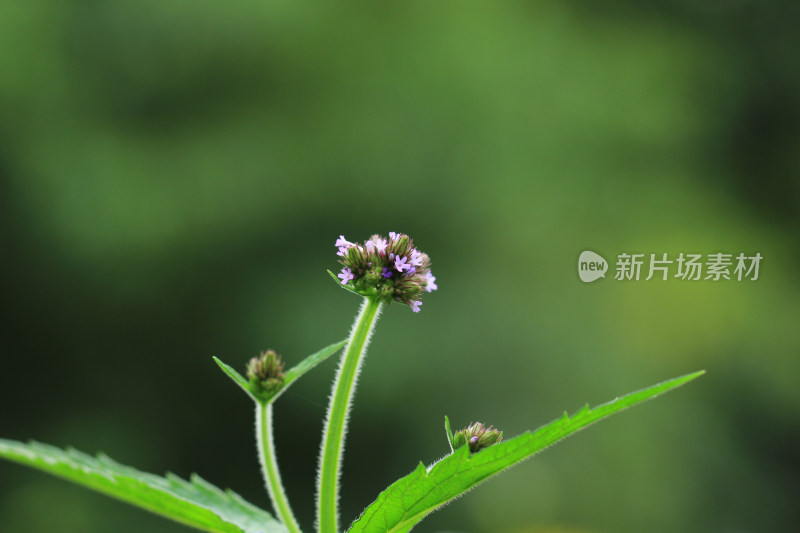 柳叶马鞭草