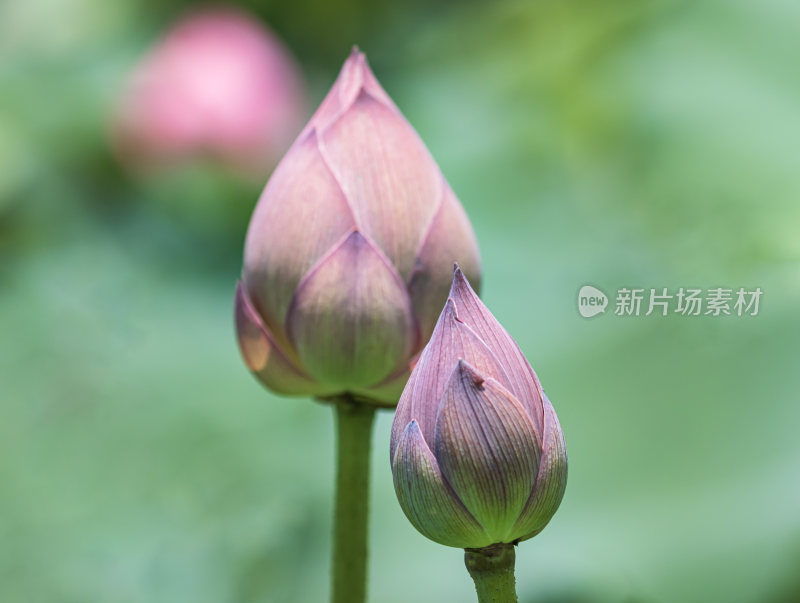 粉荷，荷花，夏日荷花