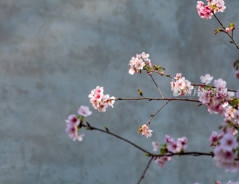 唯美粉色樱花花枝特写