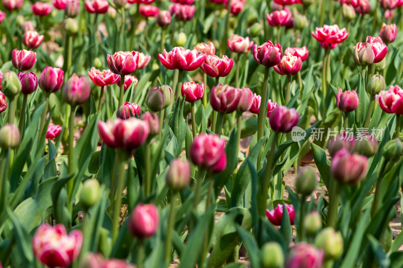 郁金香花海