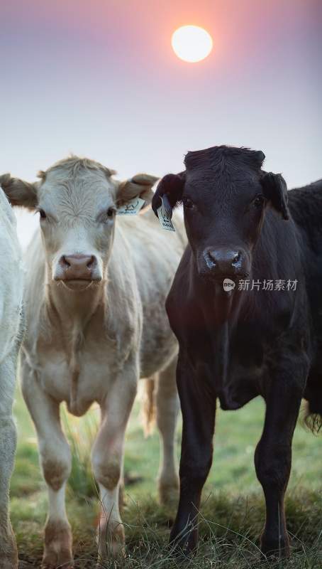 野生动物园野牛奶牛