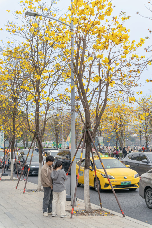 城市街道盛开黄花风铃木景象