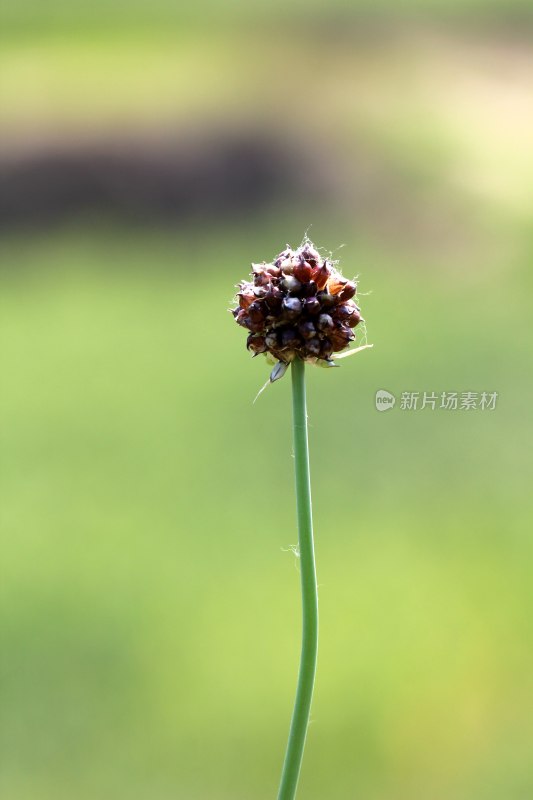 薤白开花结出种子