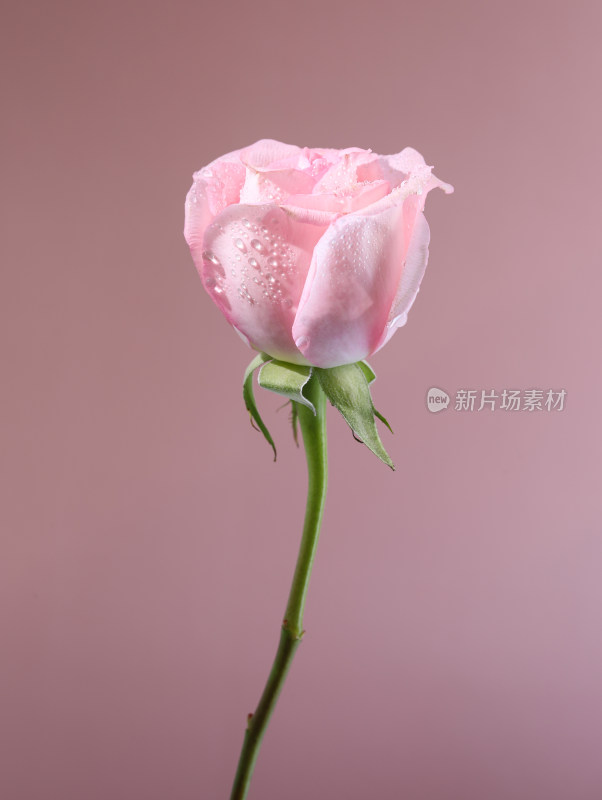 粉色背景上的一支情人节粉红色玫瑰花