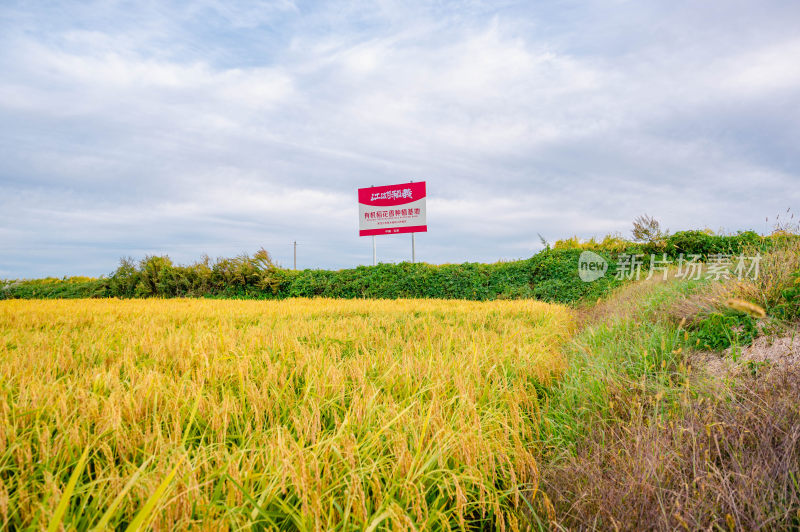 东北五常水稻基地