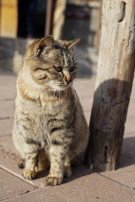 狸花猫在院子中休息