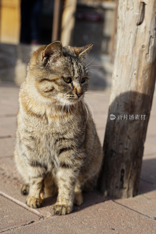 狸花猫在院子中休息