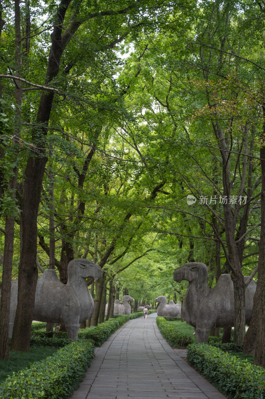 南京钟山明孝陵景区石像路夏季骆驼