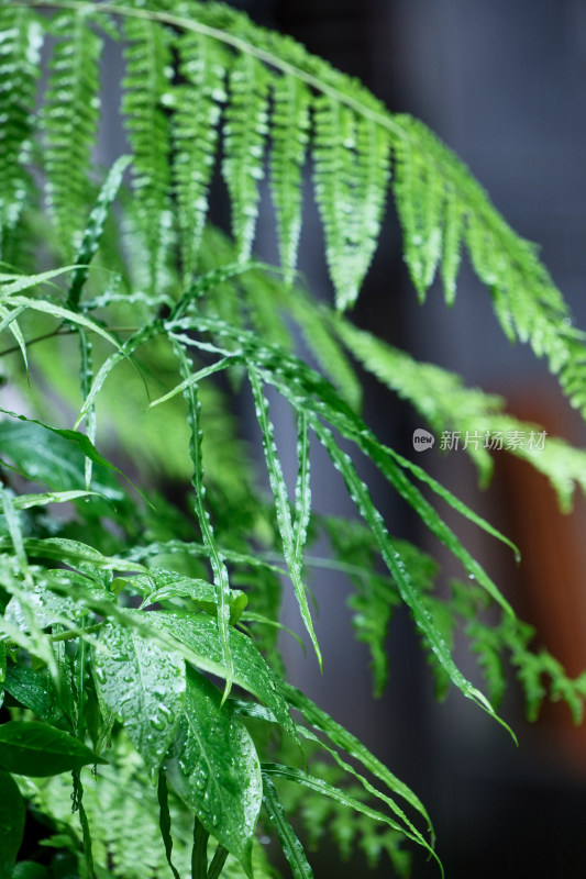 雨天清新植物特写