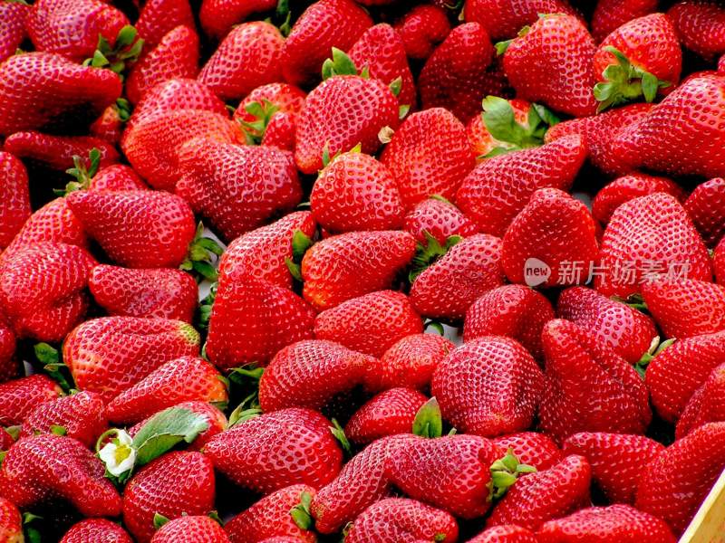 新鲜草莓，甜味的草莓广告
