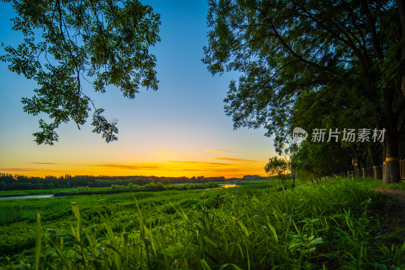 田野树林边的美丽日落景象