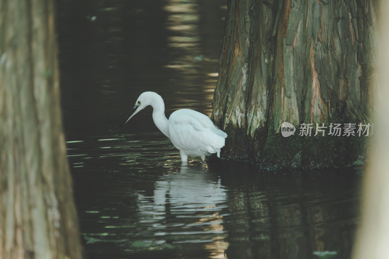 水边白鹭觅食的景象