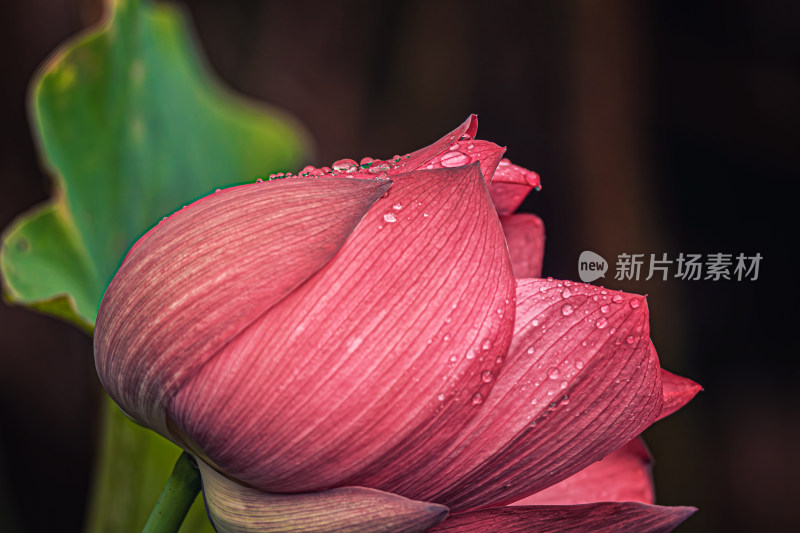 雨后荷花上的水珠