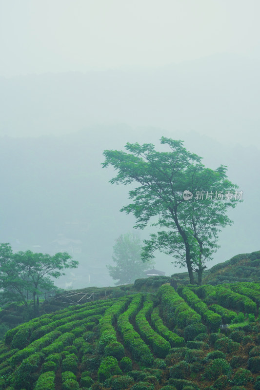 雾气弥漫的茶园