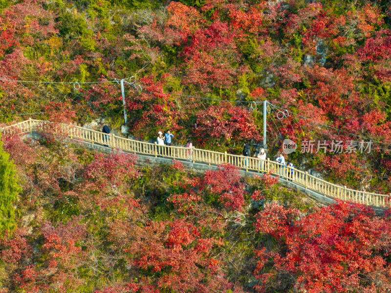 长江三峡巫峡红叶