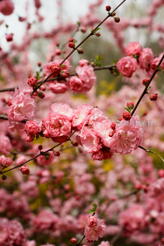 北京四得公园桃花树桃花