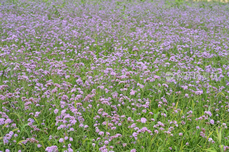 淄博文昌湖绿苑花海马鞭草