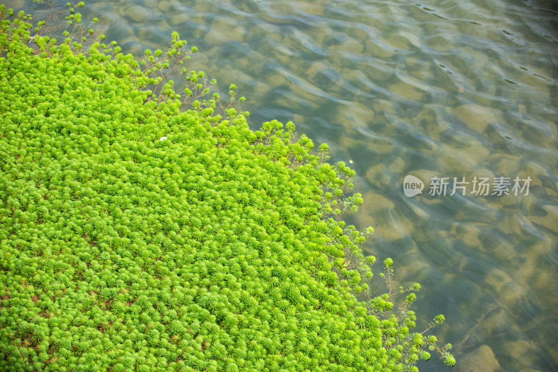 水边生长的绿色水生植物