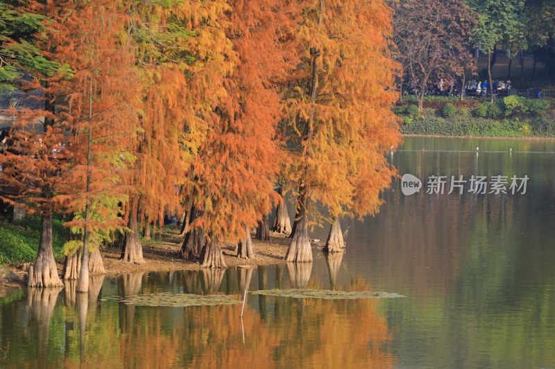 水边橙红色水杉树倒影风景