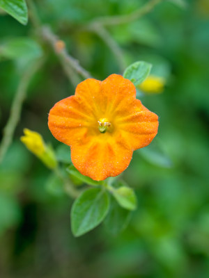 春天的扭管花特写