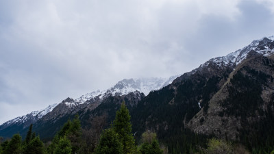 新疆伊犁夏塔雪山森林绝美风光