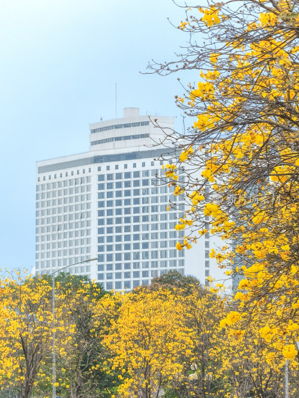 城市街道盛开黄花风铃木景象