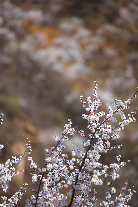 盛开的山桃花特写