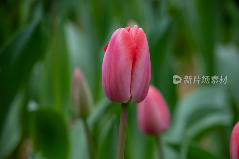 春天含苞待放的红色郁金香花海