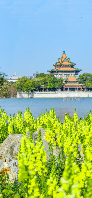 佛山市顺峰山公园盛开的金鱼草花海