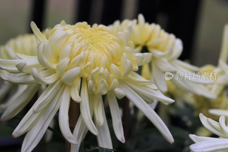 黄色菊花 丝状菊花 金丝菊花 