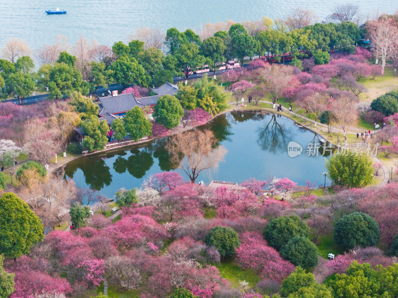 长沙橘子洲梅园梅花