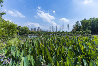 武汉蔡甸汤湖公园生态园林风景