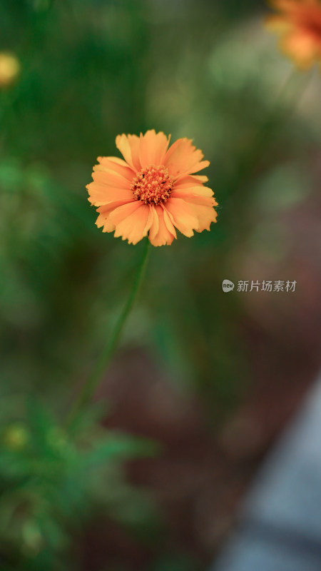 植物素材——金鸡菊