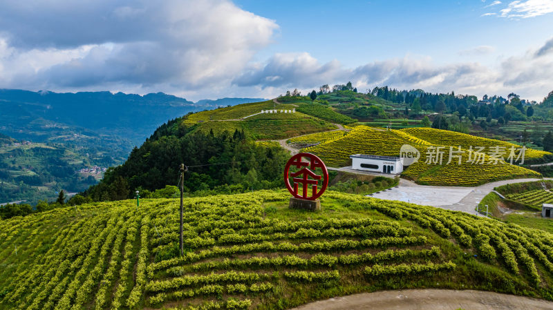 万亩茶园产业园区全景