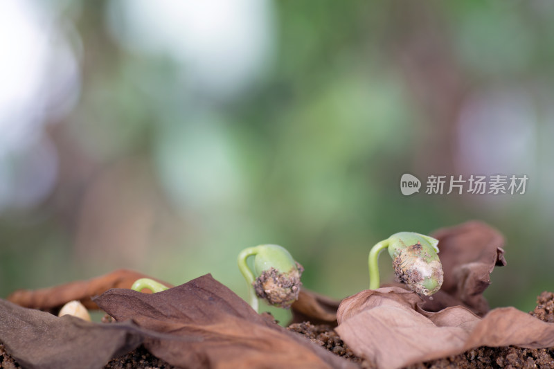 枯叶覆盖下一粒黄豆生长过程