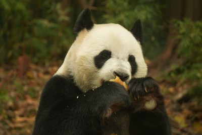 熊猫萌萌啃食竹叶的可爱模样