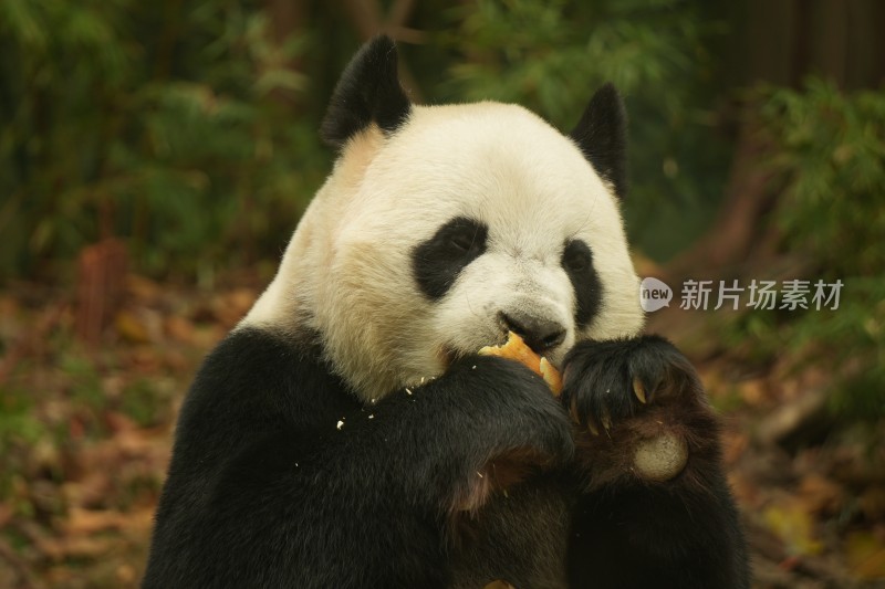 熊猫萌萌啃食竹叶的可爱模样