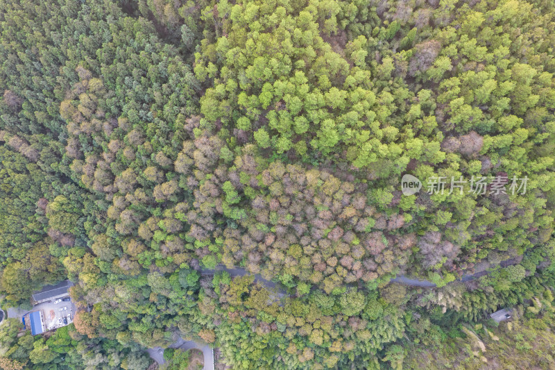 秋天树林森林植物航拍图