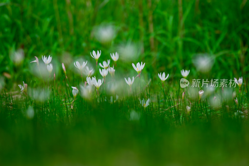 嫩绿草坪上的白色小花