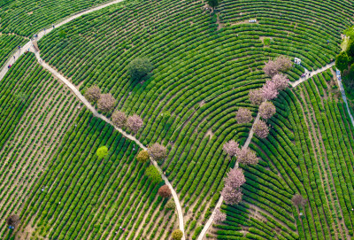 紫阳县富硒茶半亩茶园